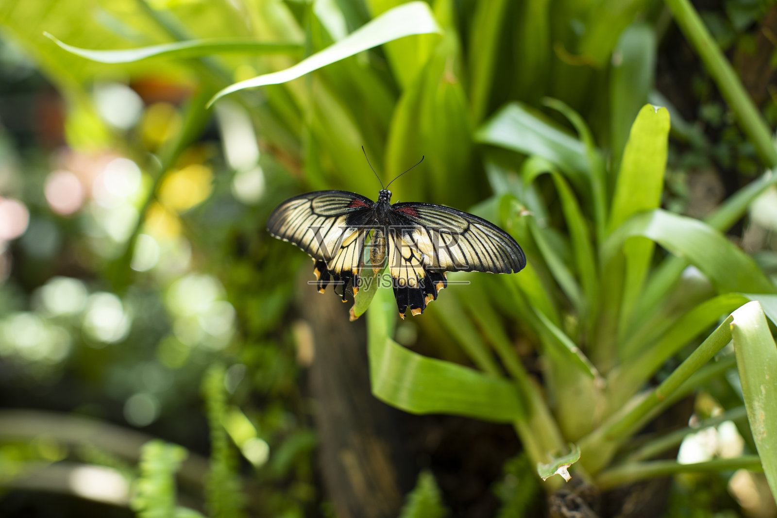 蝴蝶门农蝴蝶在花园里的草地上。照片摄影图片