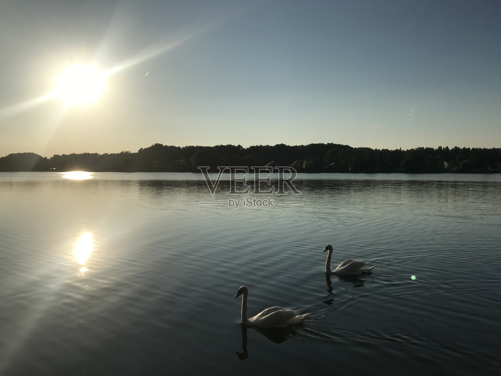 日落与天鹅照片摄影图片