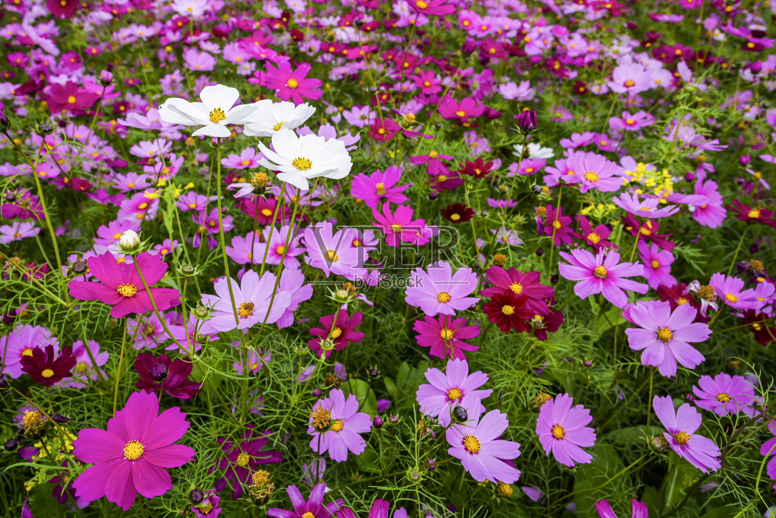以大波斯菊花为背景照片摄影图片