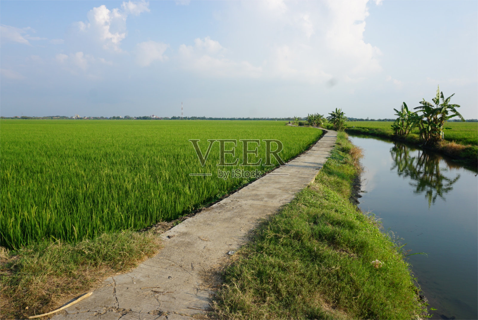 稻田中间的路照片摄影图片