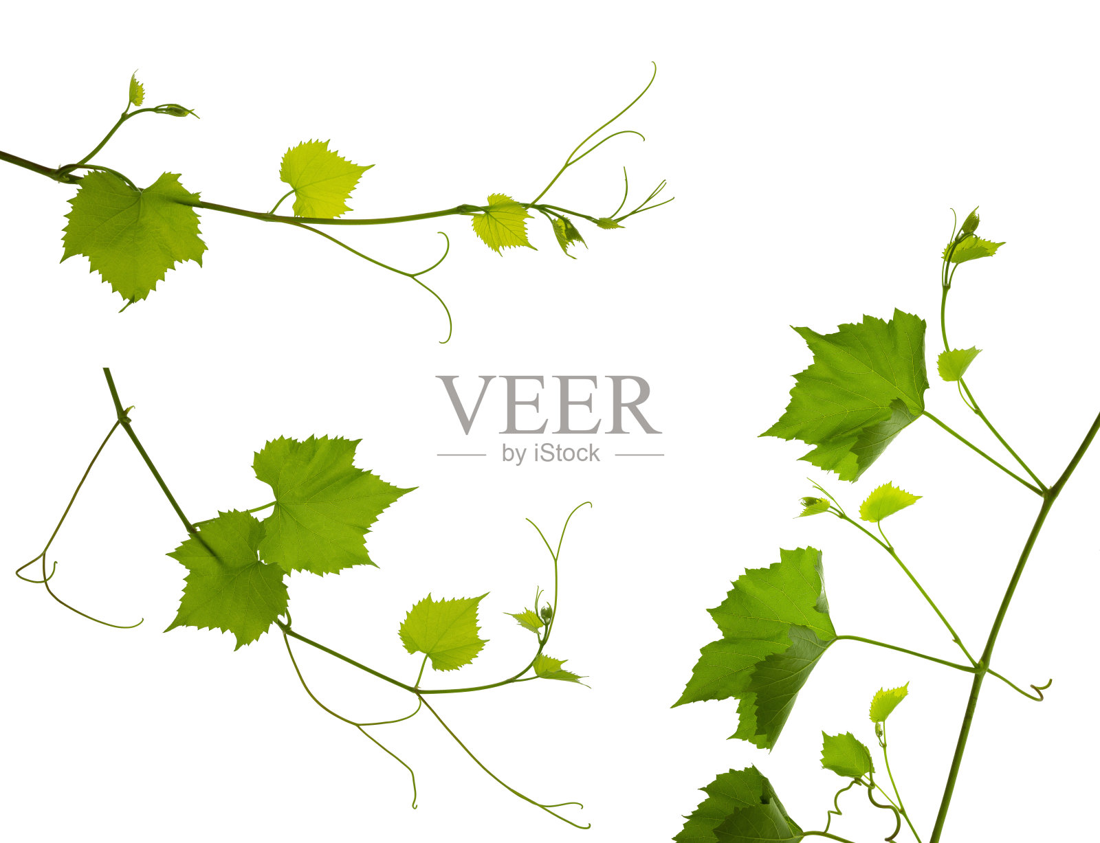 固定:白色背景上有叶孤立的藤蔓。有机绿色葡萄的旗帜。夏天。酒的一天。照片摄影图片