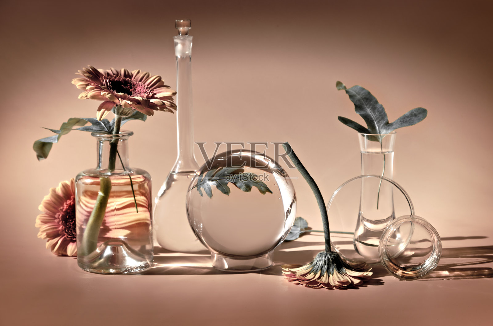 化的设计背景。白色非洲菊，奇异的叶子。鲜花、透明玻璃坛子、瓶子、小瓶。倒影，扭曲的花卉元素。不饱照片摄影图片