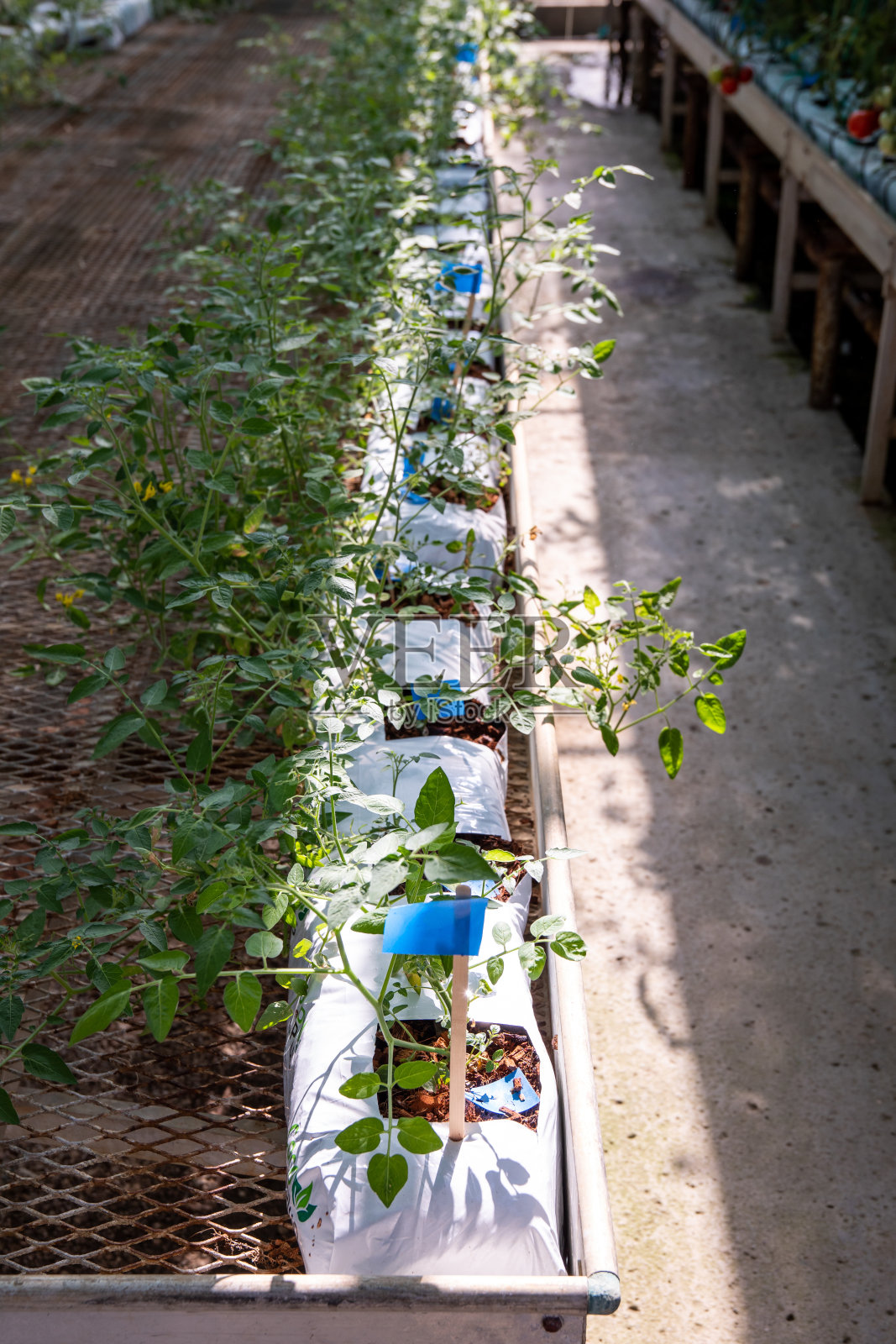 番茄大棚的研发照片摄影图片