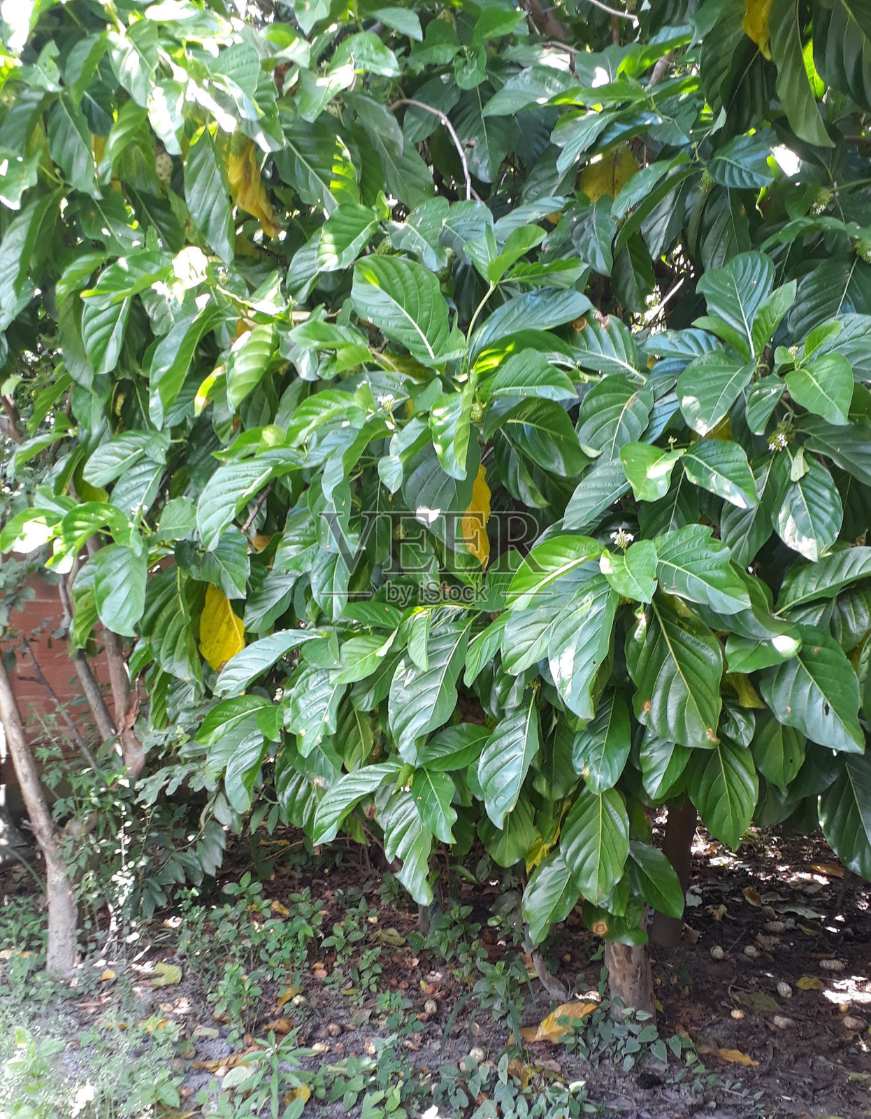 树的形象与绿叶照片摄影图片