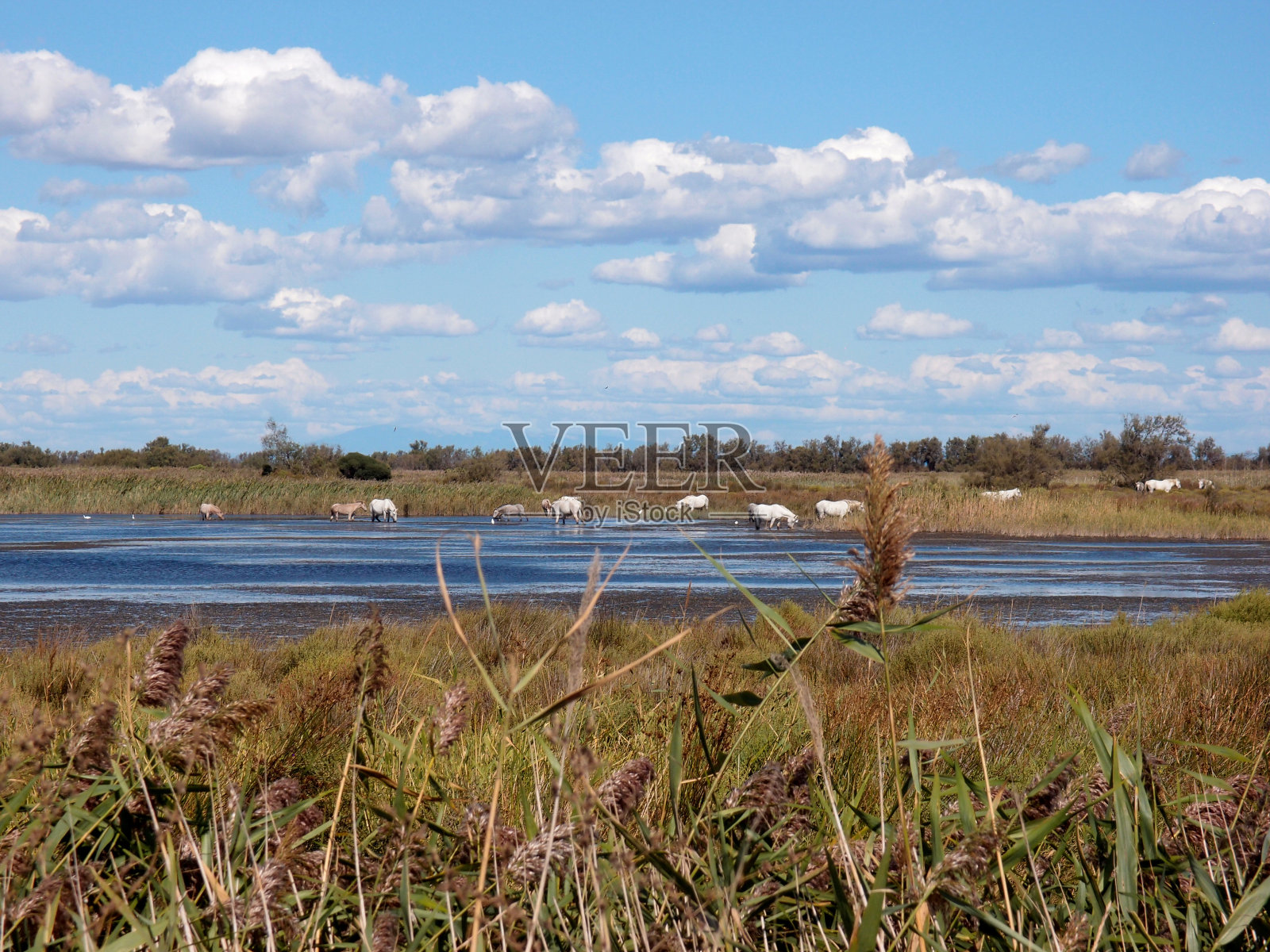 一群马在河边的水潭边照片摄影图片