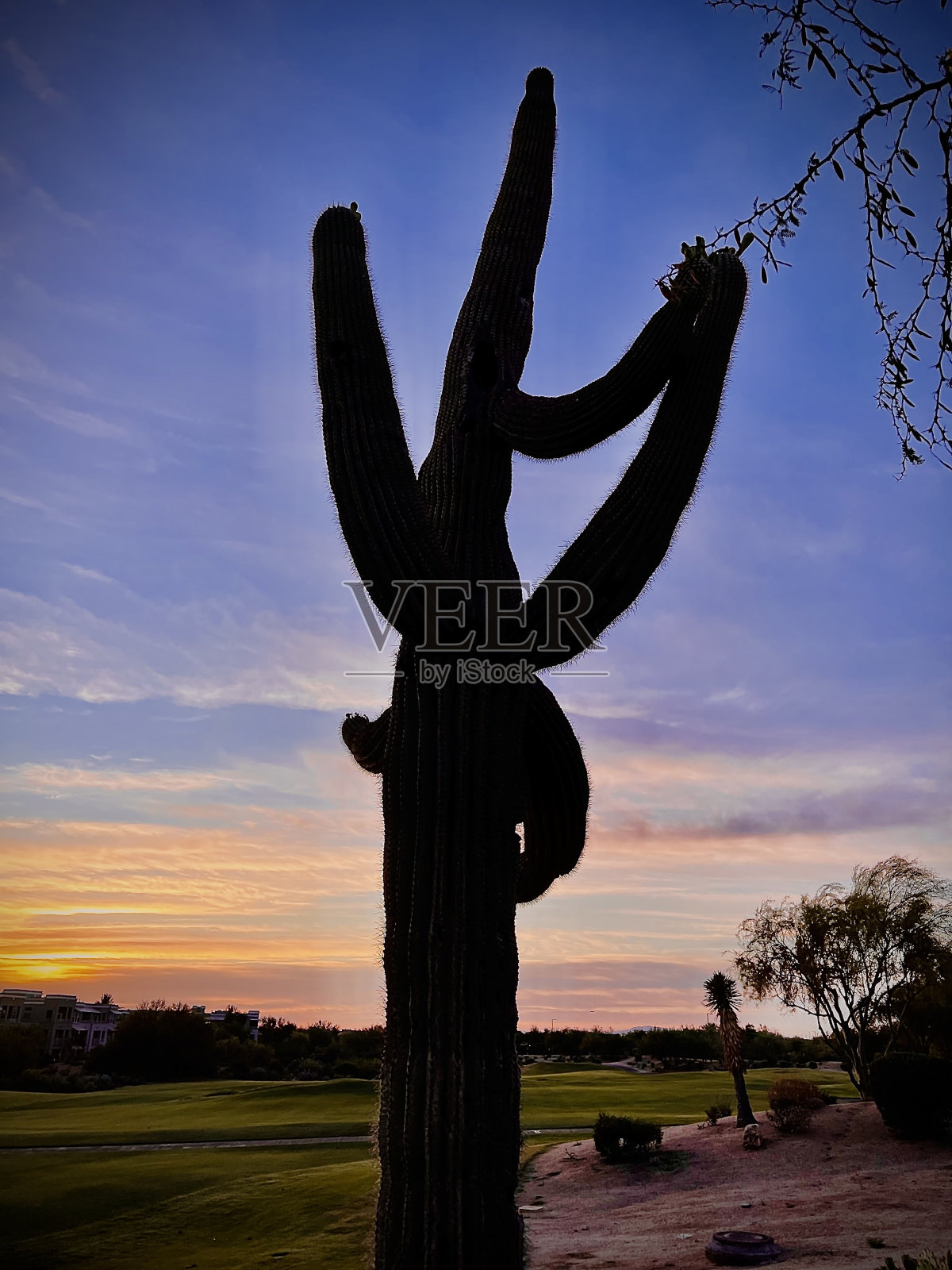 蓝绿色的天空配上仙人掌照片摄影图片