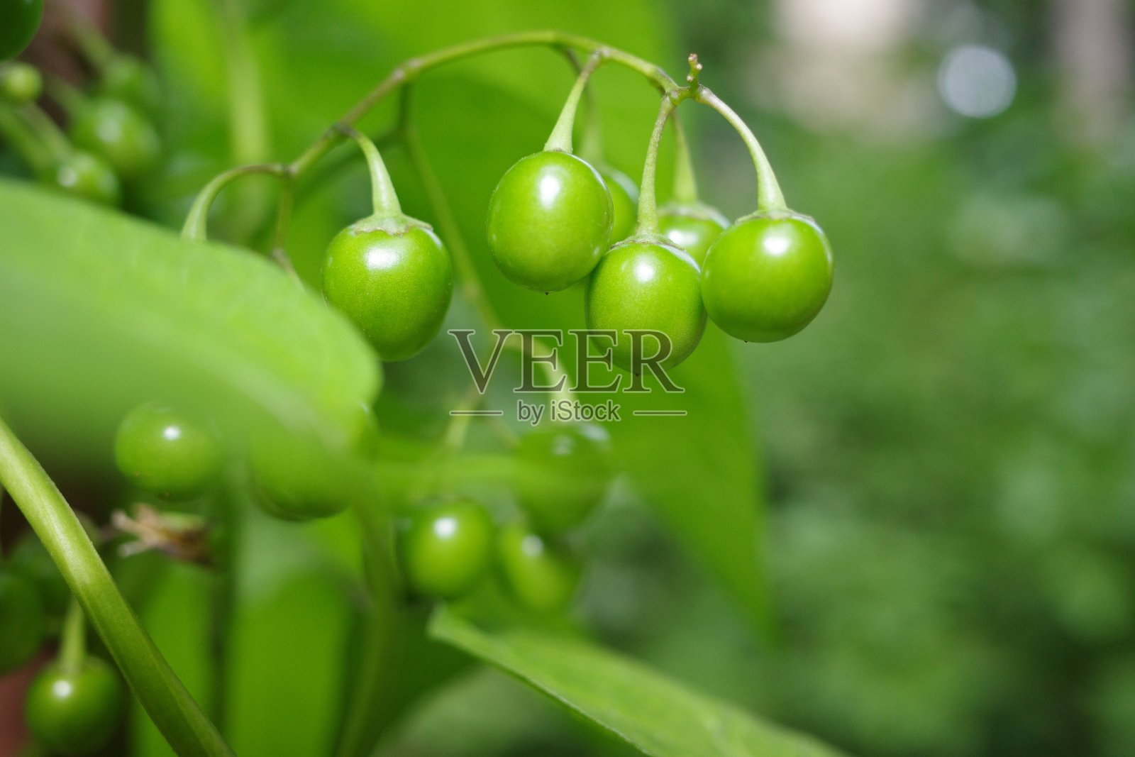 一串绿色的龙葵浆果在绿色的叶子。特写镜头。植物的背景照片摄影图片