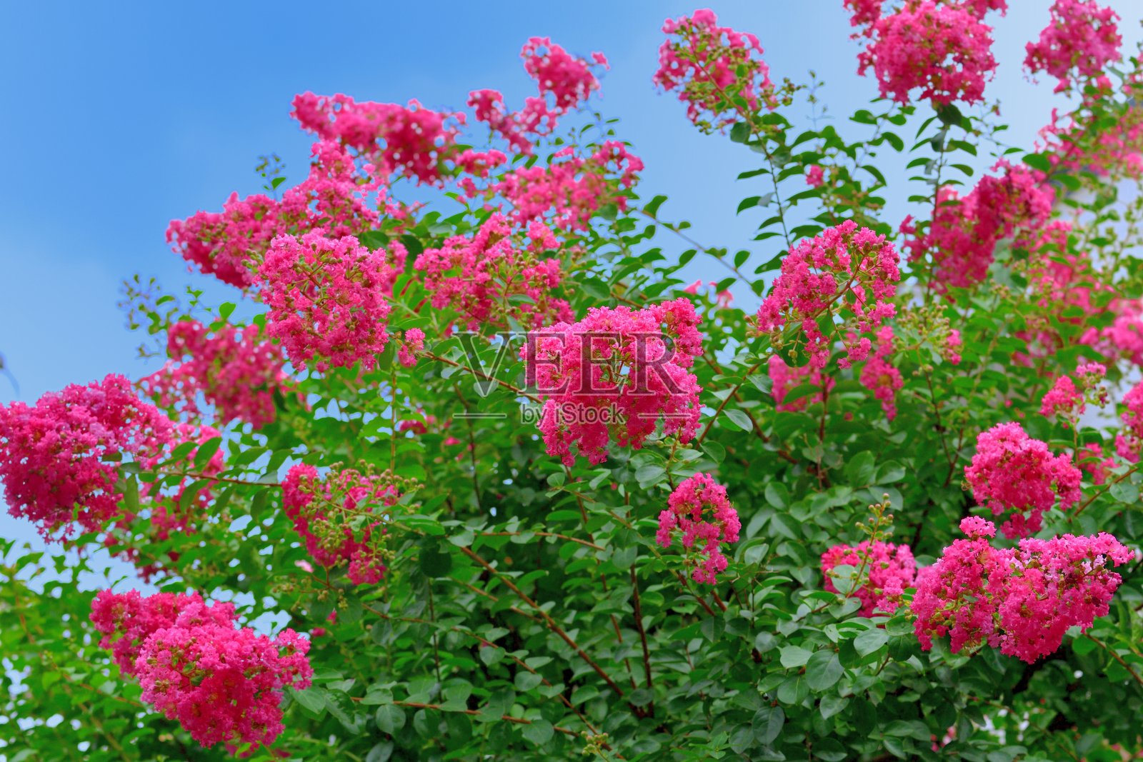 日本紫薇/紫薇照片摄影图片