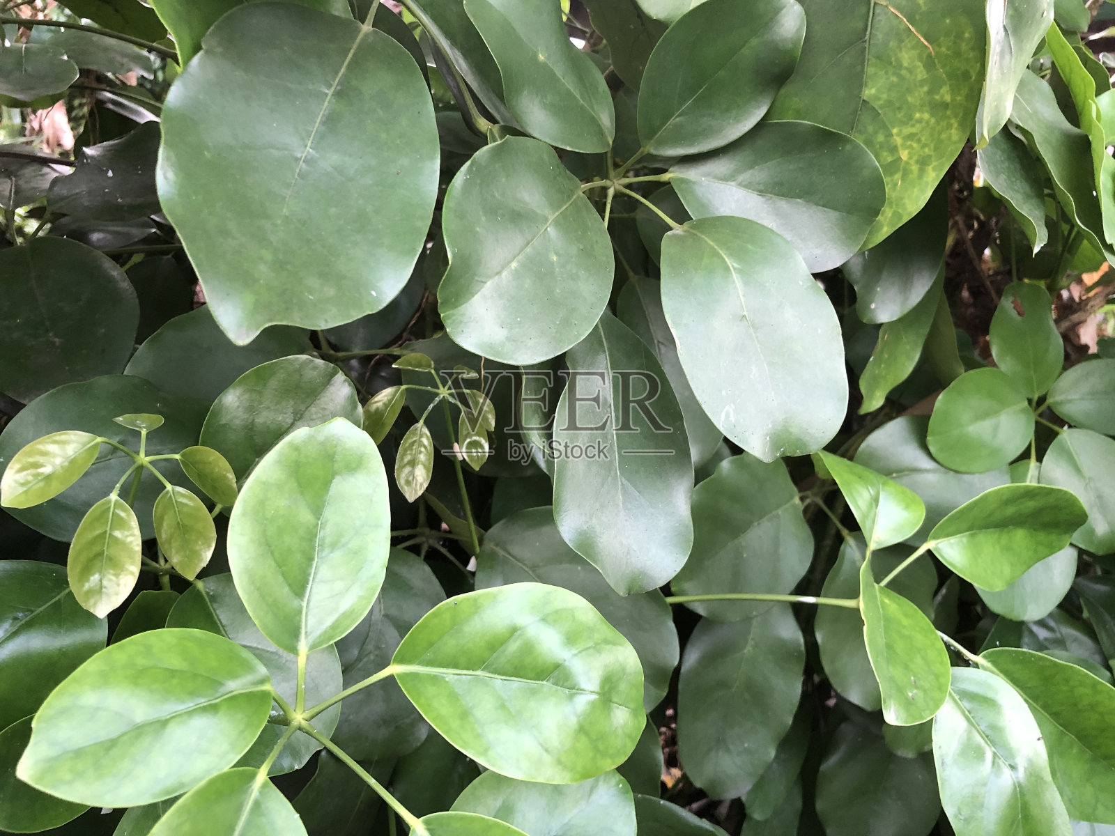 独特而有趣的树叶照片照片摄影图片