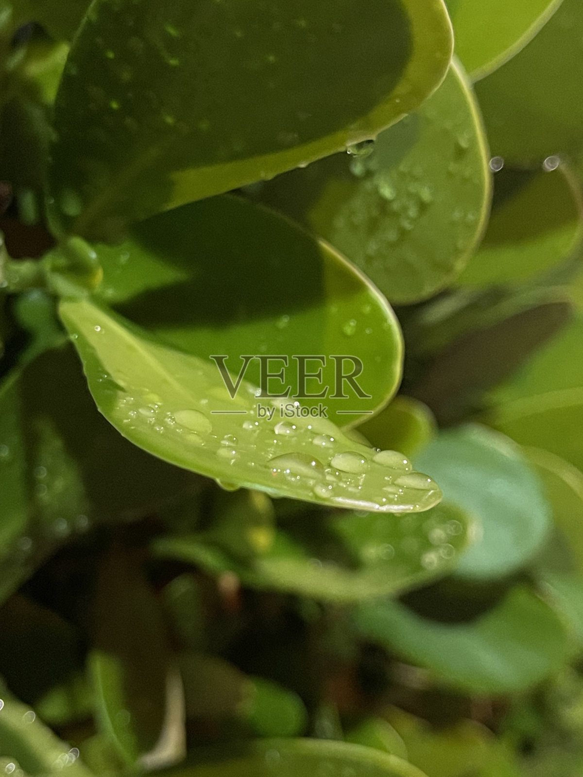 绿叶背景。水滴在绿叶上照片摄影图片