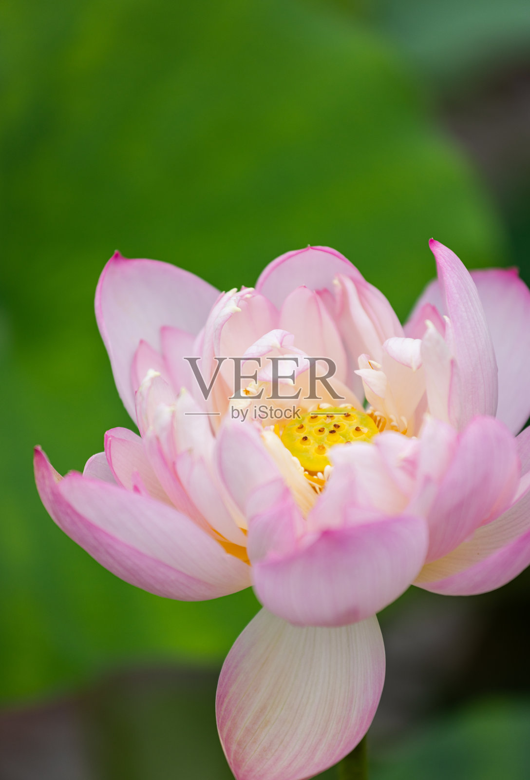 莲花照片摄影图片