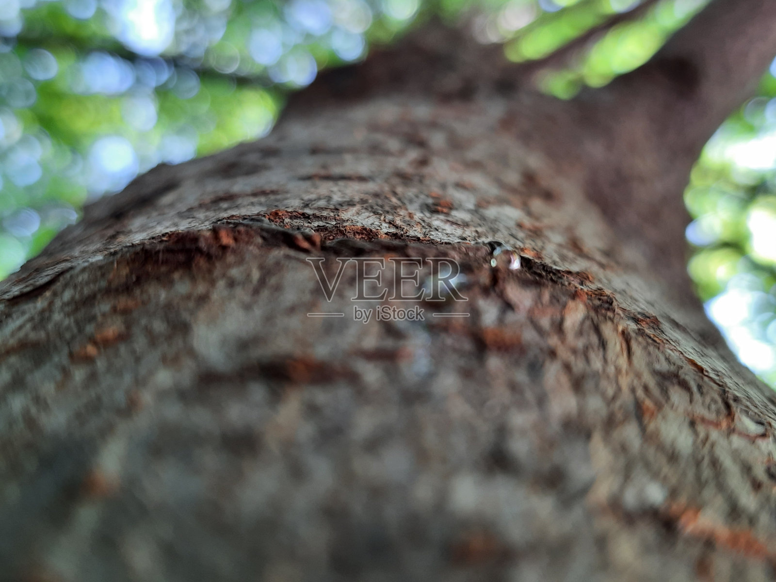 从枫香树树干流出的油照片摄影图片