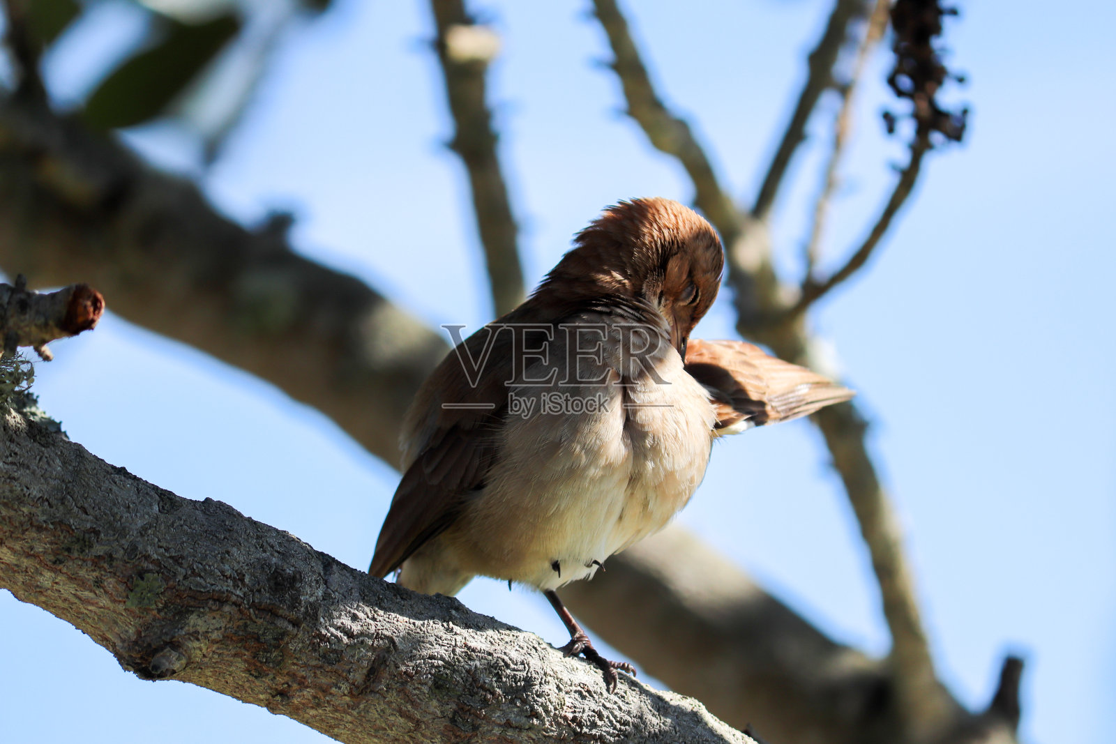 照片上是一只美丽的红棕狐猴，发现于Lago da Fonte Imbé，位于巴西南大区。照片摄影图片