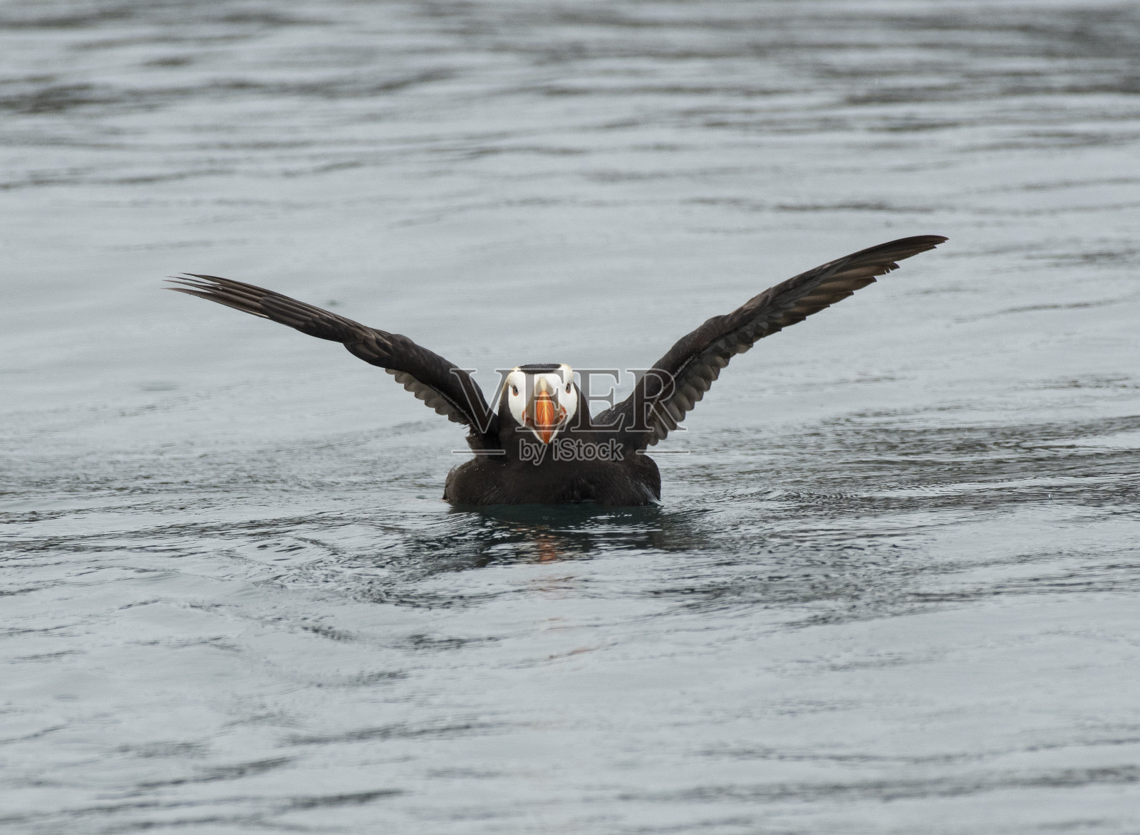 簇毛海雀拍打翅膀照片摄影图片