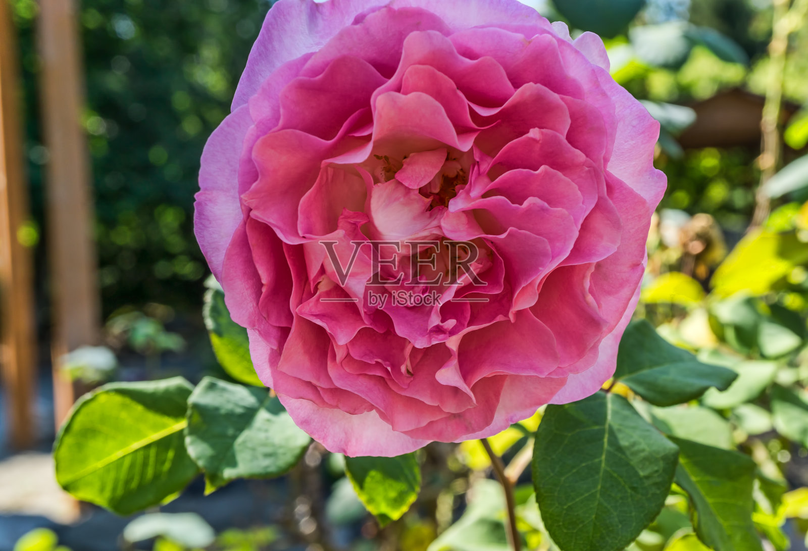 宏观玫瑰花瓣2照片摄影图片