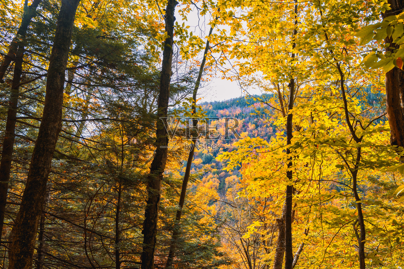 佛蒙特州的秋色照片摄影图片