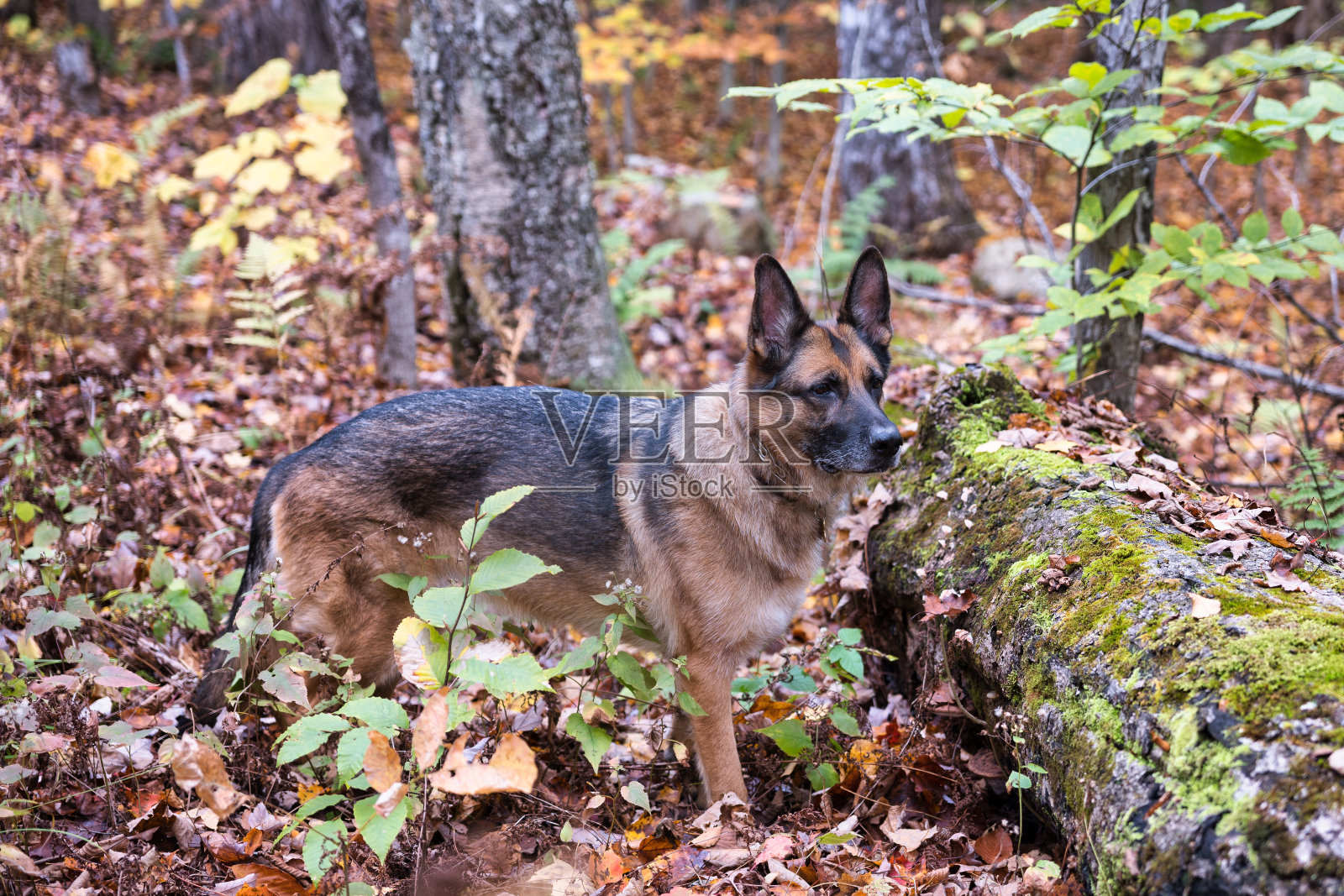 佛蒙特州的秋色照片摄影图片