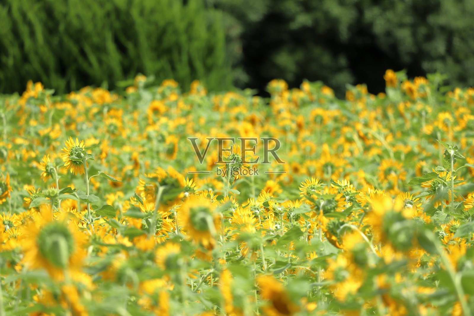 现在是日本的夏天，向日葵在盛开。照片摄影图片