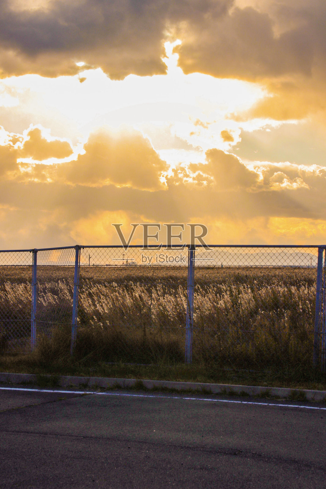 到处都是潘帕斯草原照片摄影图片
