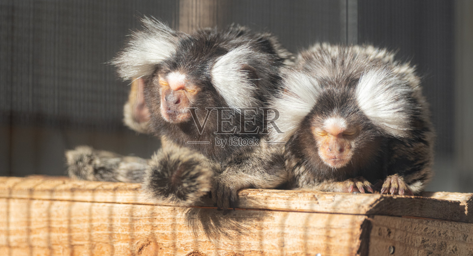 常见的绒猴照片摄影图片