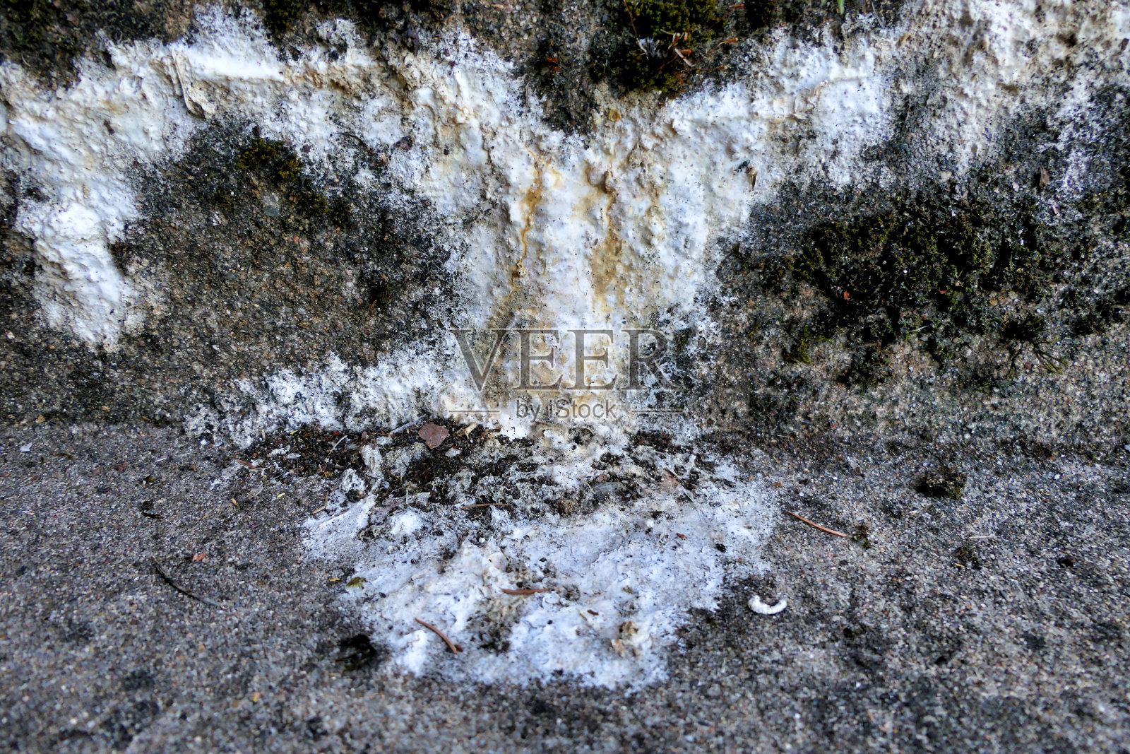 具体开花照片摄影图片