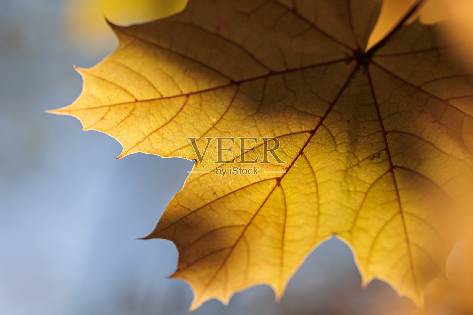 在秋天的早晨，阳光照亮了一片美丽的黄叶。模糊抽象浅蓝色背景照片摄影图片