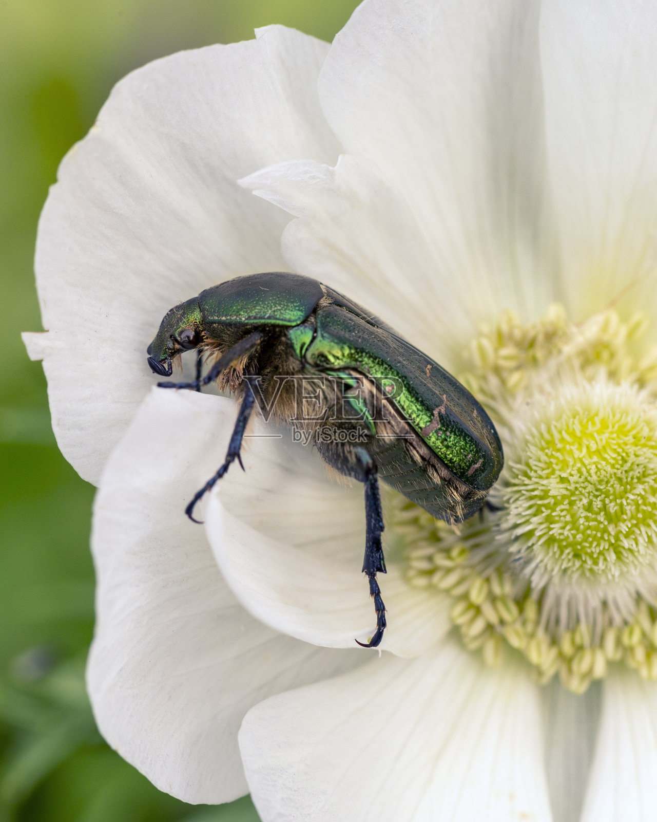 金色金龟子在白色海葵花上。美丽的大自然。照片摄影图片