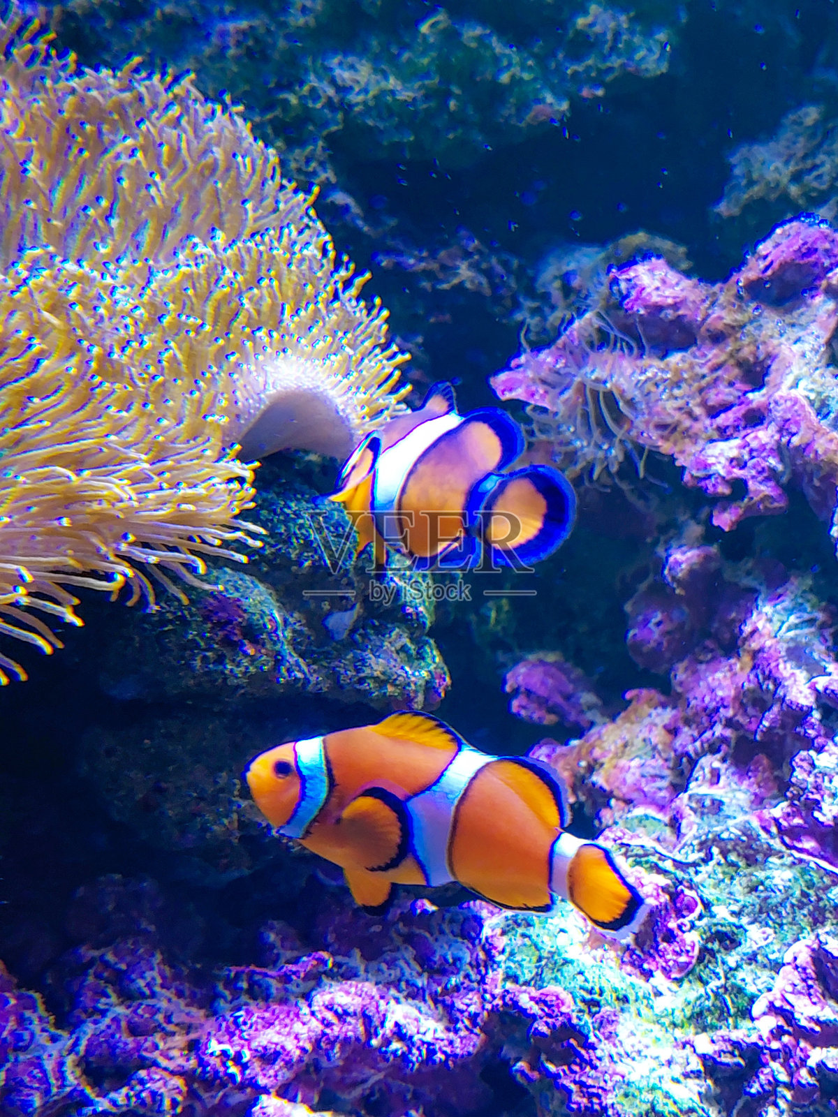 动物照片摄影图片