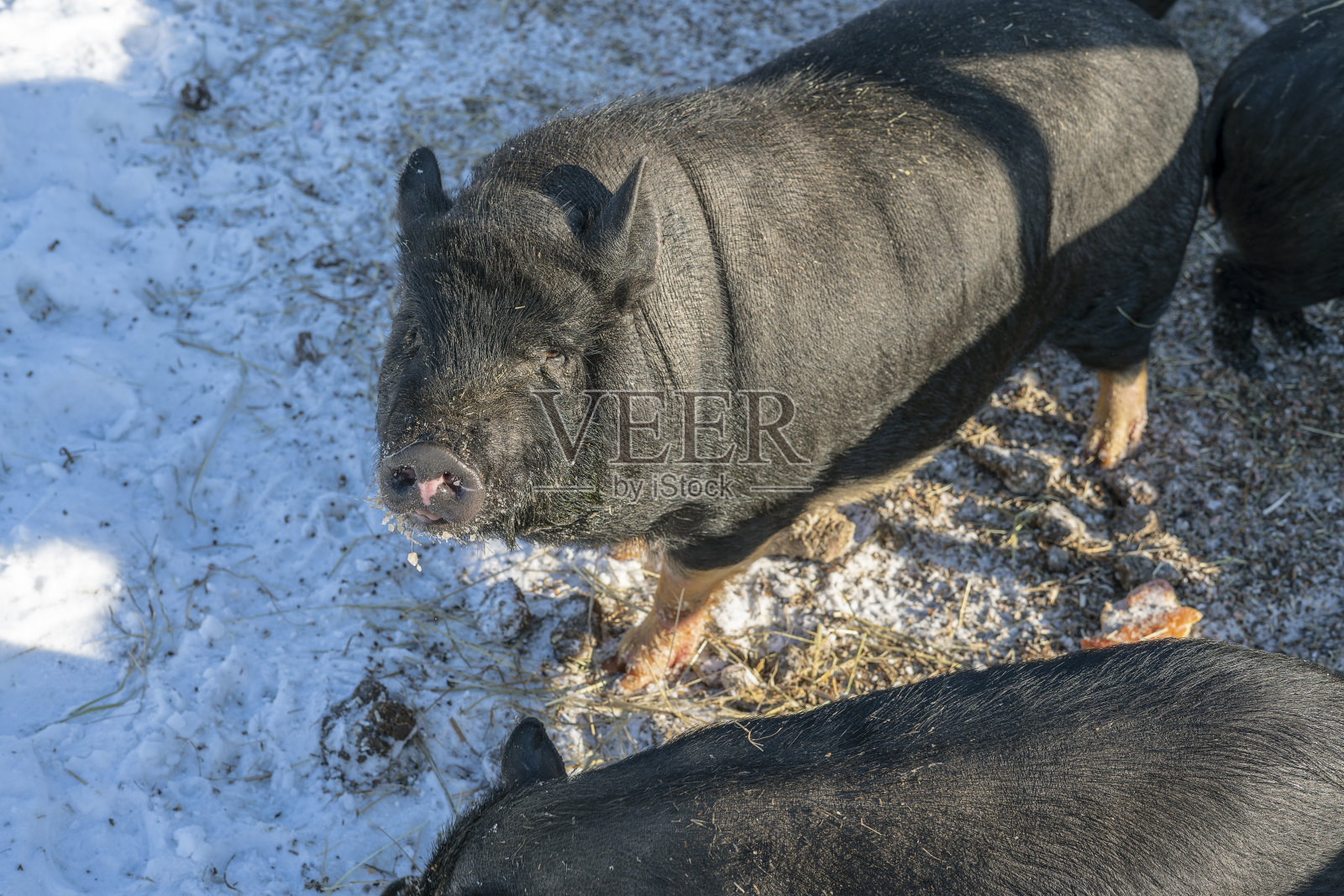 越南黑猪照片照片摄影图片