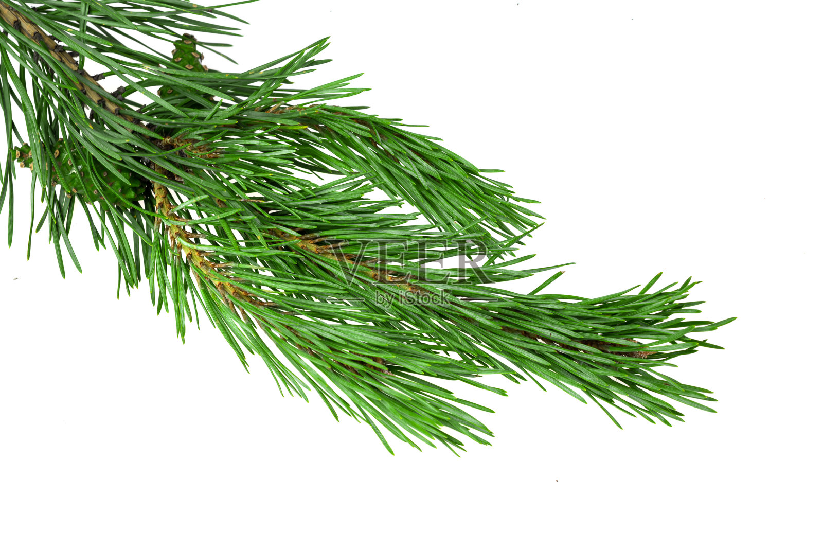 春天的松树在白色孤立的背景照片摄影图片