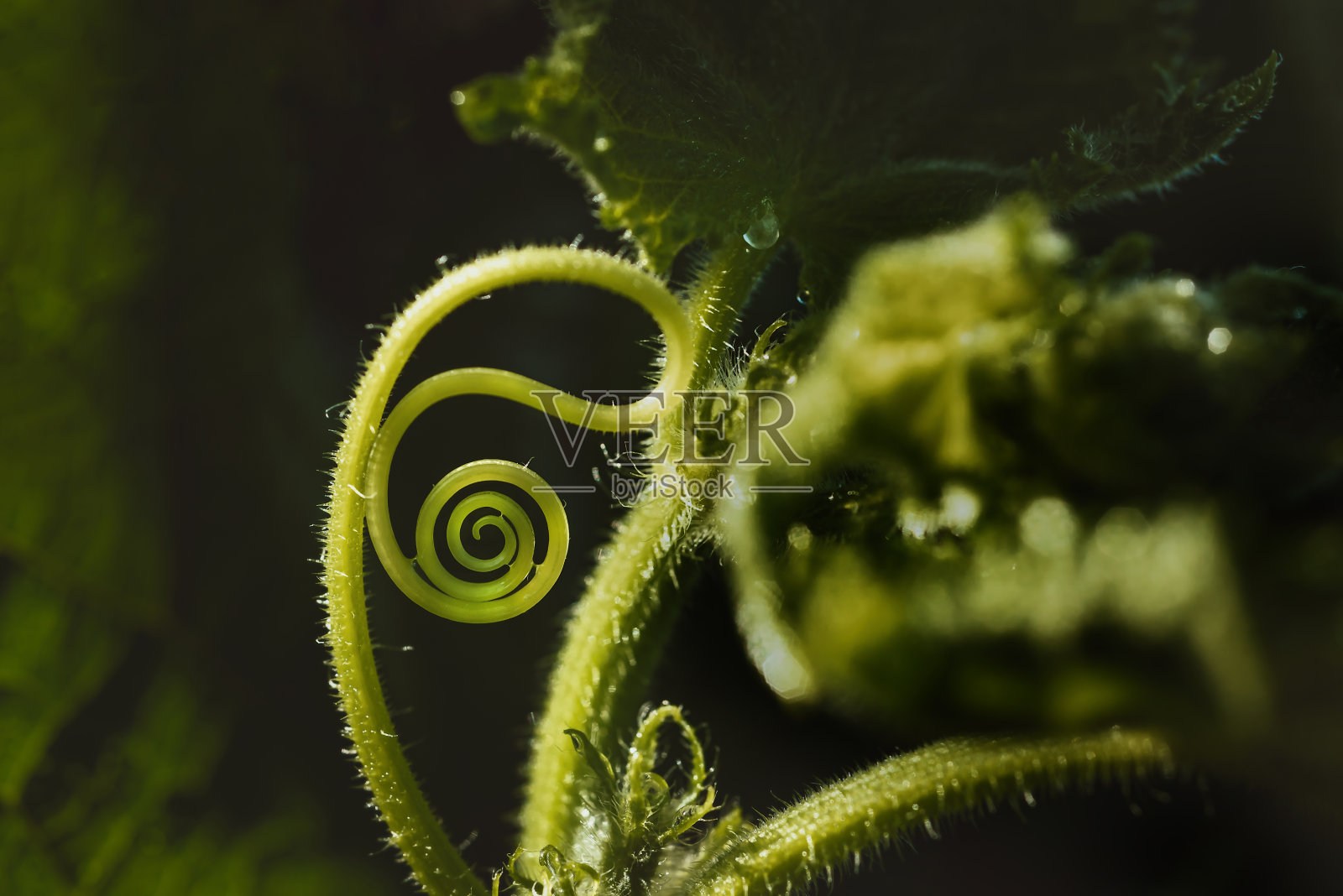 自然背景绿色黄瓜灌木螺旋胡子，极端特写与露水照片摄影图片