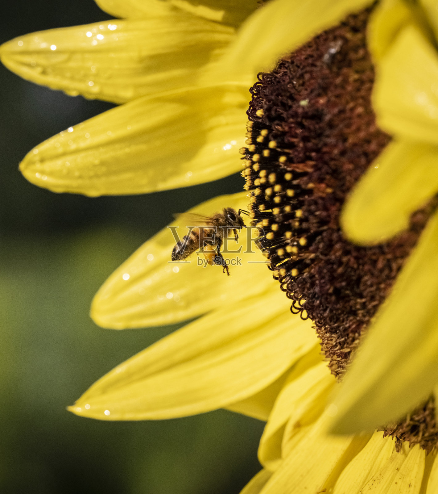 觅食的蜜蜂带着花粉飞向向日葵照片摄影图片