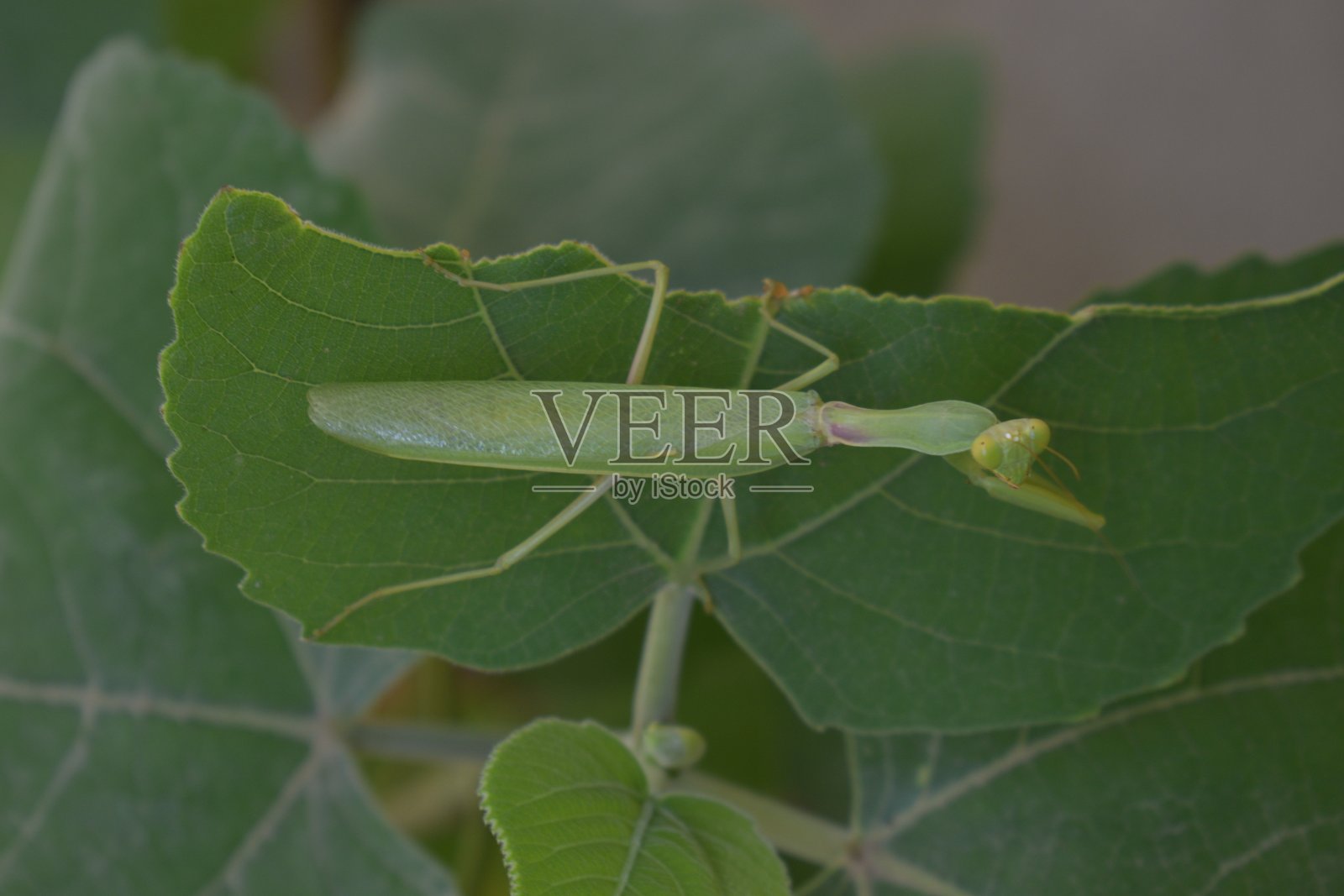 各种各样的昆虫照片摄影图片