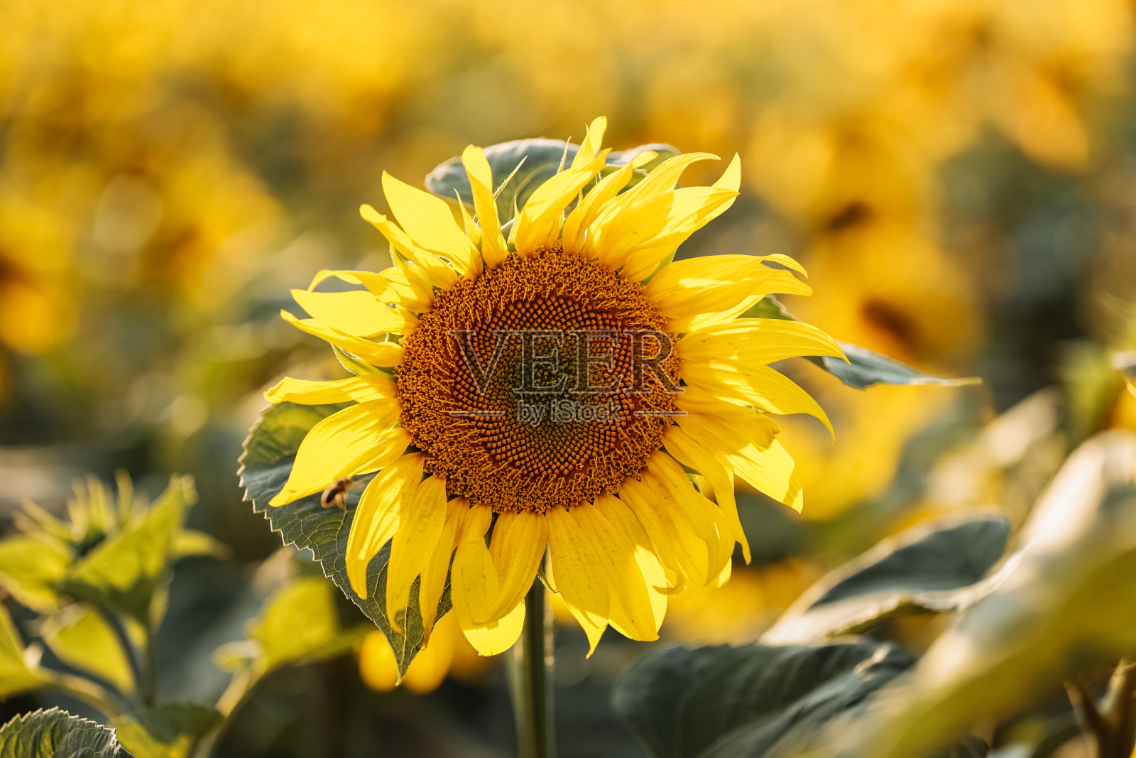 在夕阳的照耀下，一片黄色的向日葵田。美丽的夏景，夕阳西下，草甸开花，丰收。生产葵花籽油的农业照片摄影图片