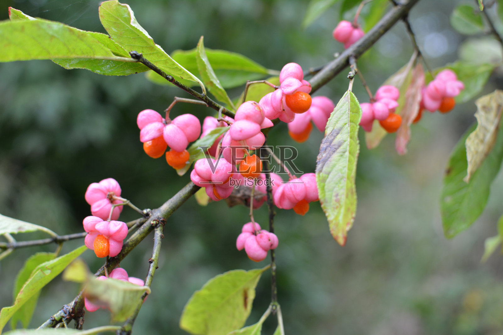 在欧罗巴卫矛的分支成熟的果实与盒子照片摄影图片
