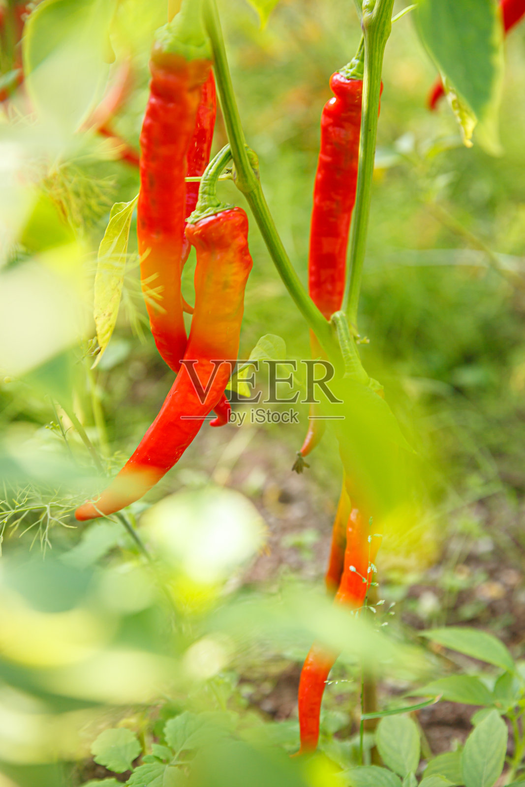 园艺和农业概念。完美的红色新鲜成熟的有机辣椒，随时可以在花园里的树枝上收获。纯素食家庭种植的食物生产。挑选热辣的辣椒。照片摄影图片