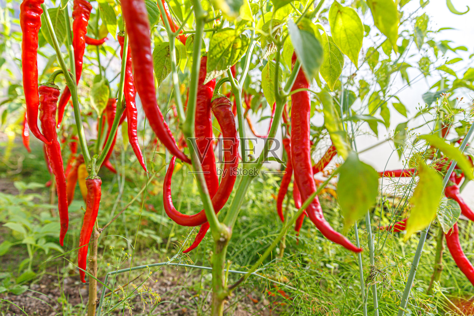 园艺和农业概念。完美的红色新鲜成熟的有机辣椒，随时可以在花园里的树枝上收获。纯素食家庭种植的食物生产。挑选热辣的辣椒。照片摄影图片