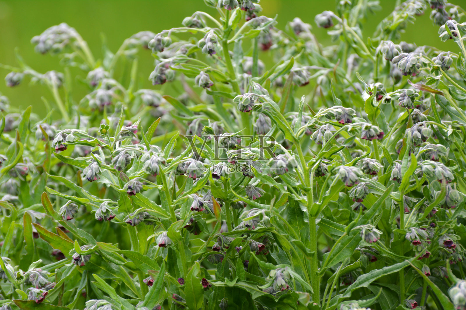 白杨花在自然界开花照片摄影图片