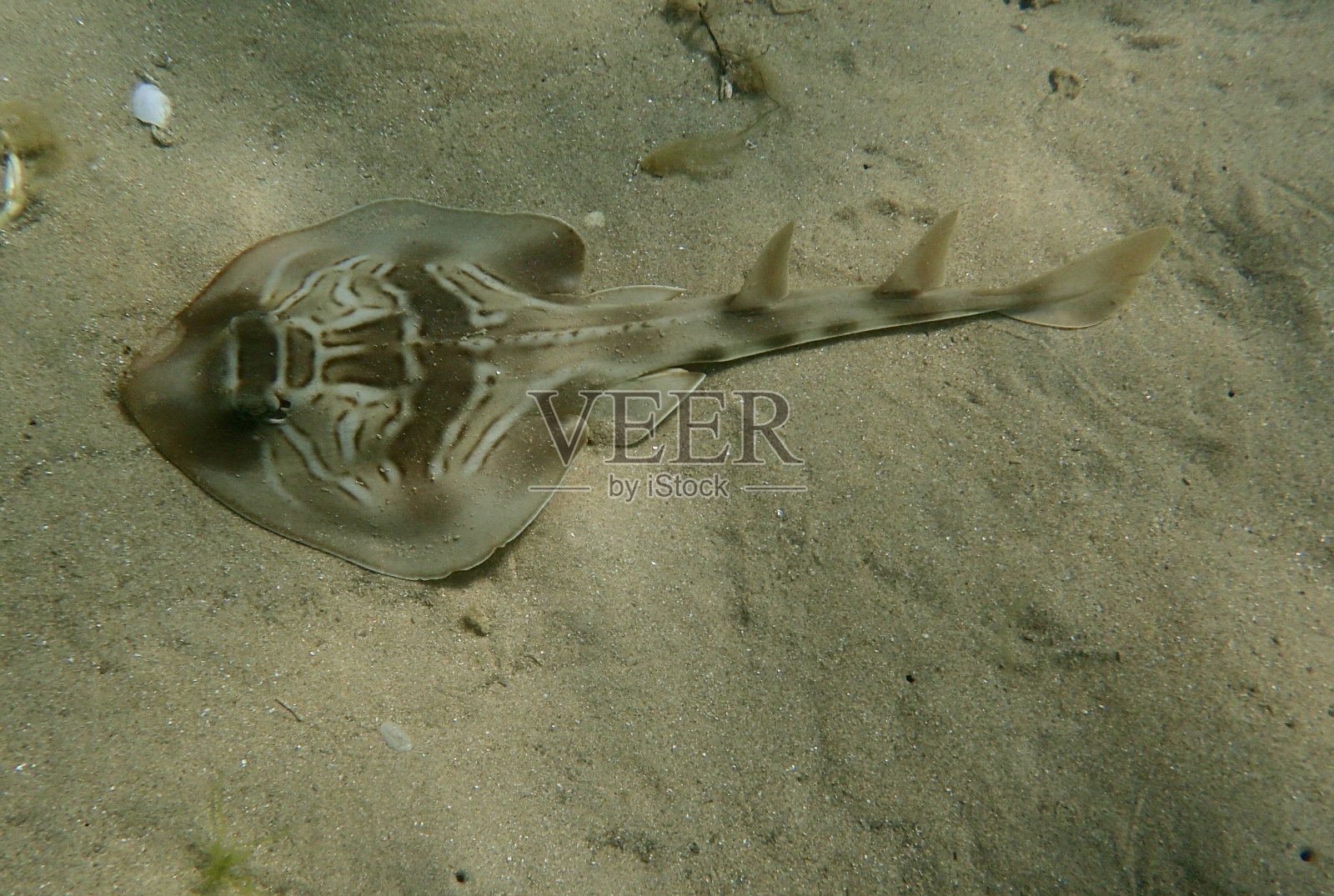 雷提琴手照片摄影图片