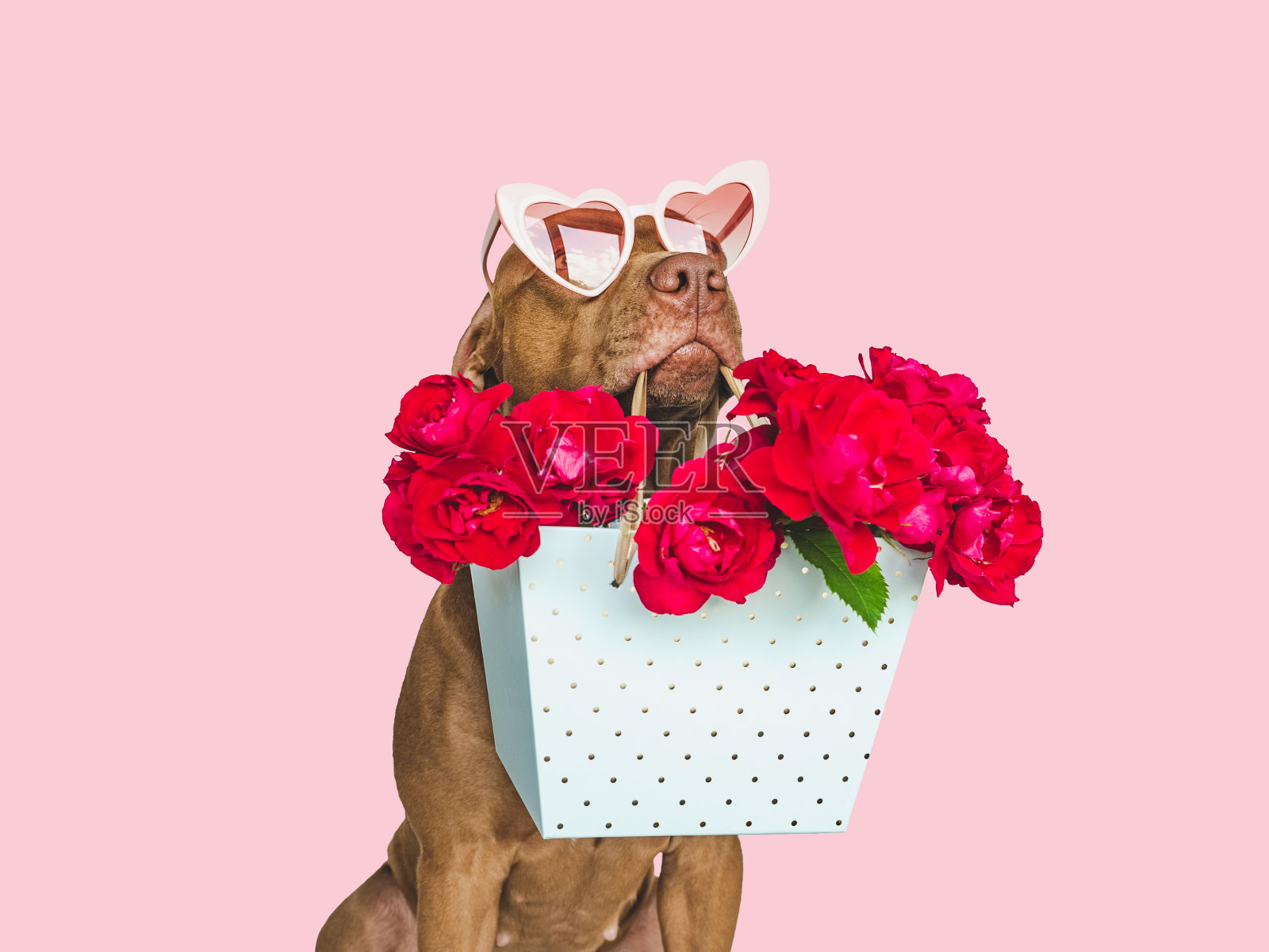 可爱的，漂亮的棕色小狗和鲜艳的花朵照片摄影图片