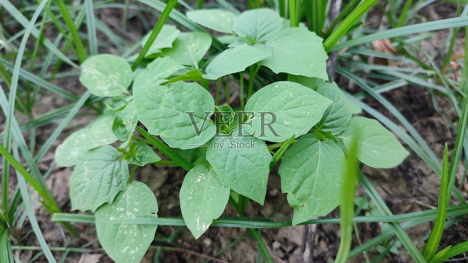 角酸浆是一种直立的一年生草本植物，属于龙葵科照片摄影图片