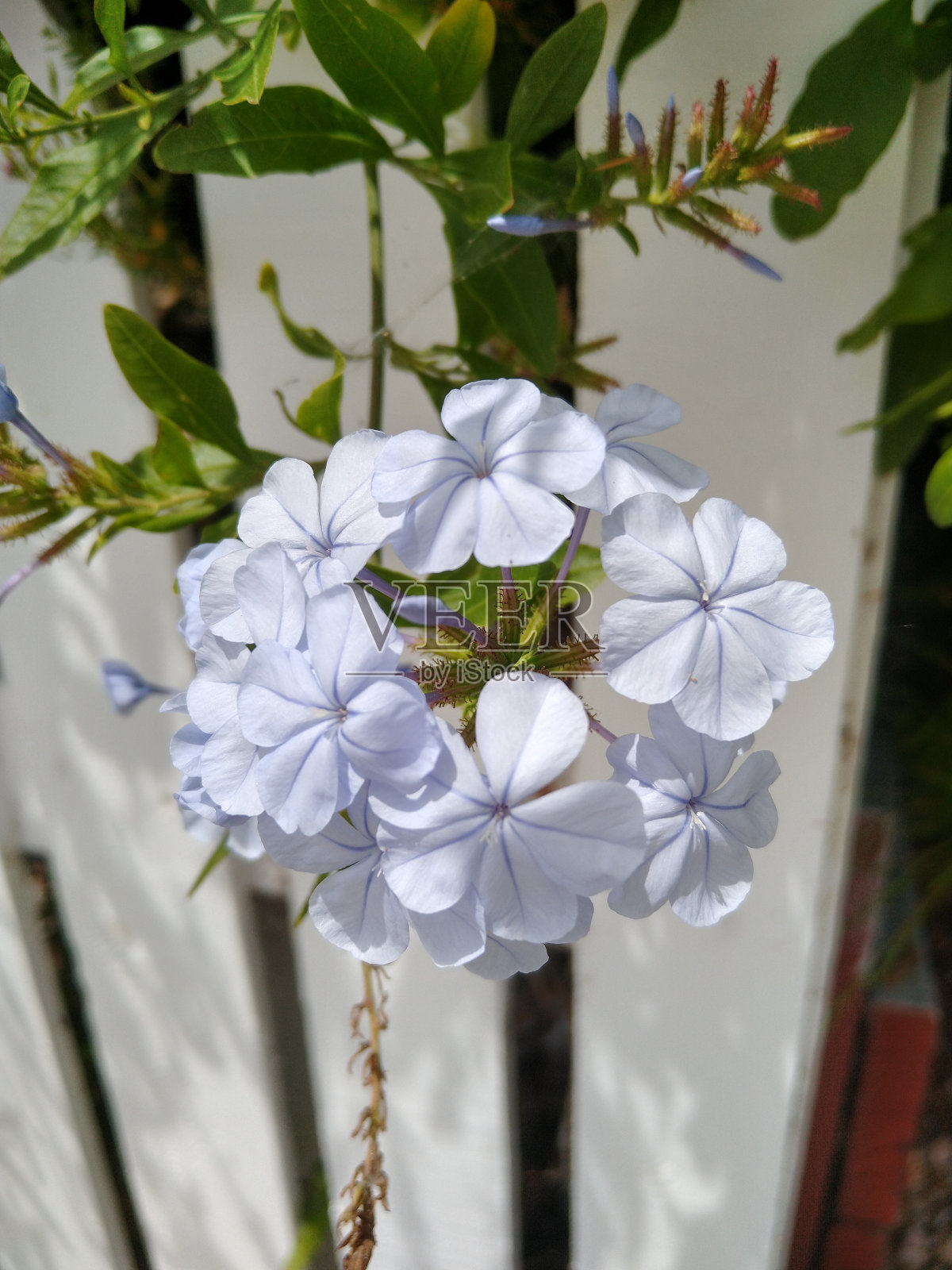 白色/浅蓝色的铅草花照片摄影图片
