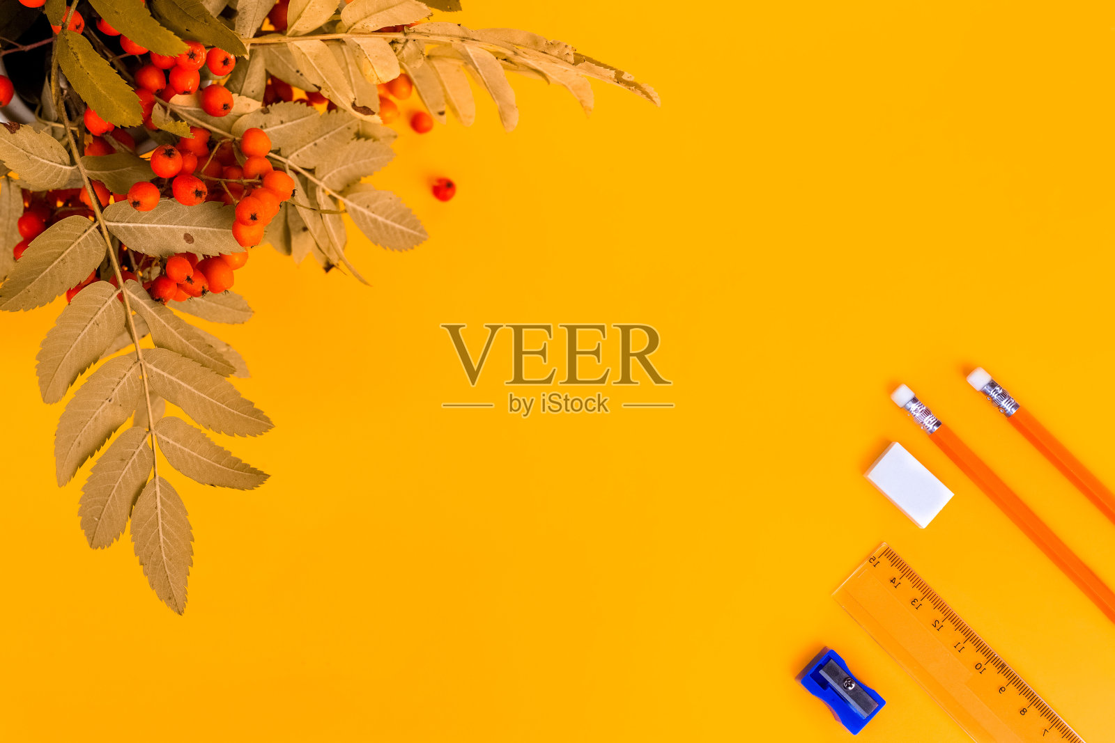 黄色背景与花楸浆果和文具。“回到学校”的概念。铅笔，橡皮，卷笔刀，圆规，尺子和花楸子。从以上观点。空间的文本。本空间照片摄影图片