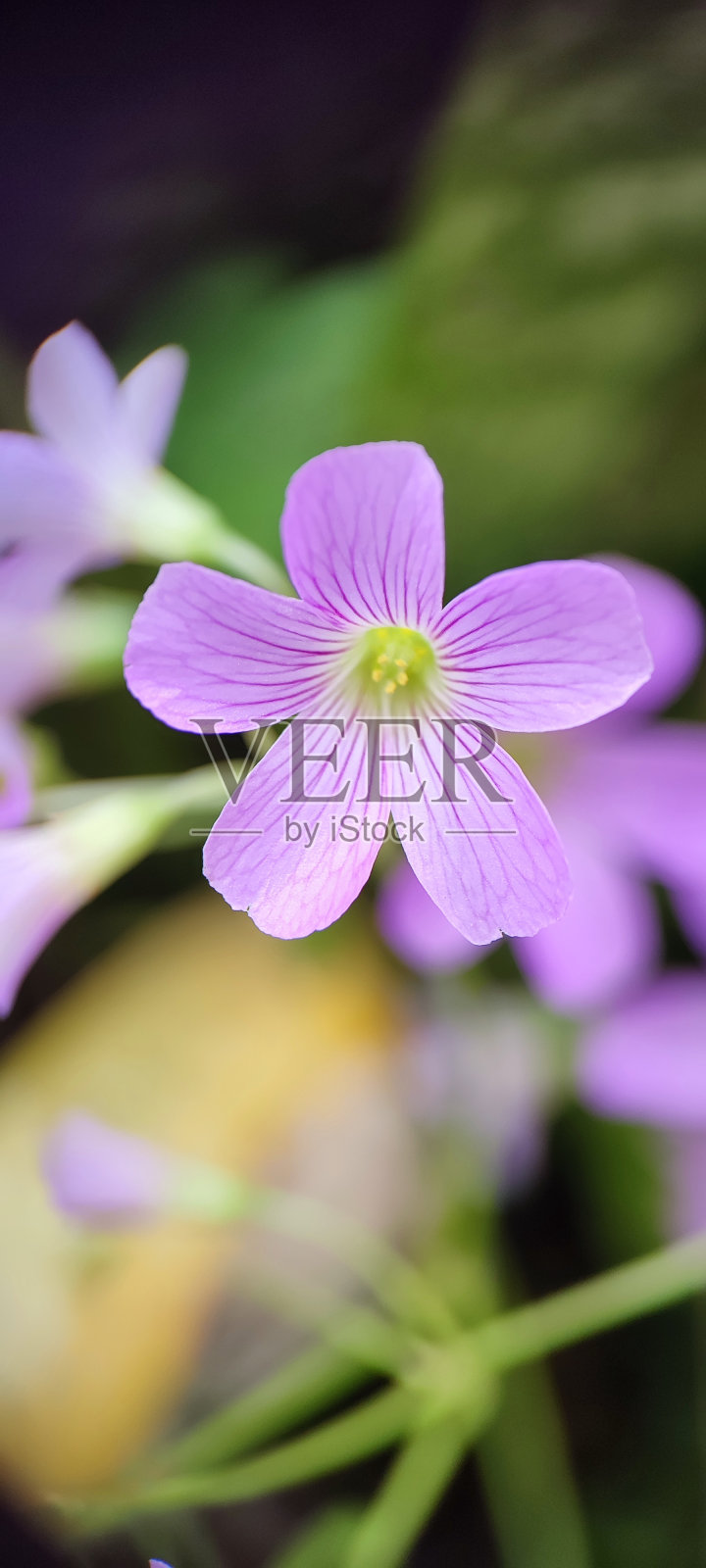 粉红木酢浆草照片摄影图片