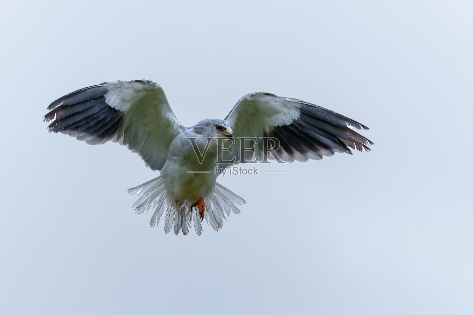 Black-winged放风筝照片摄影图片