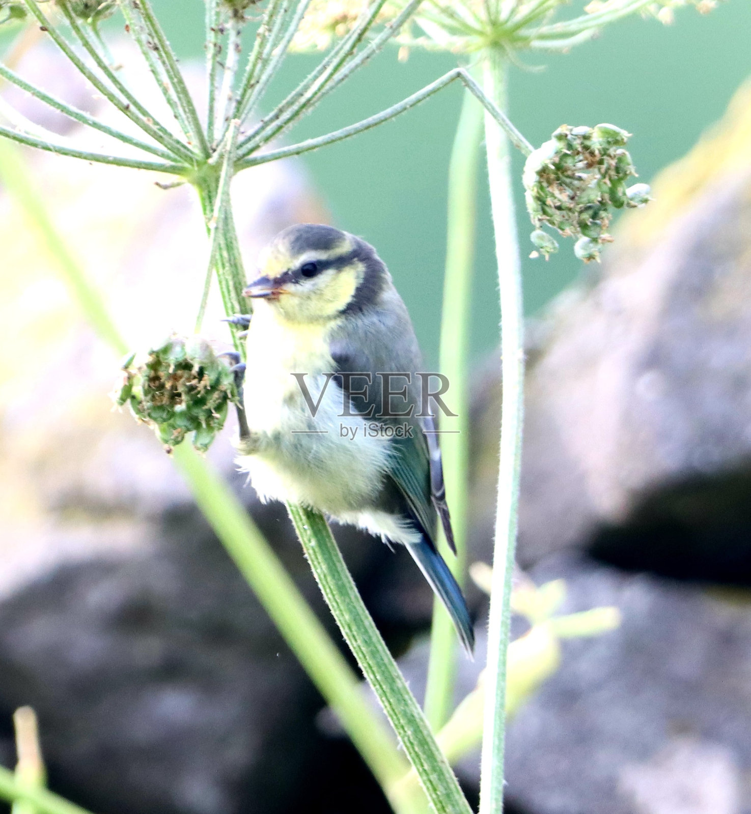 蓝冠山雀照片摄影图片