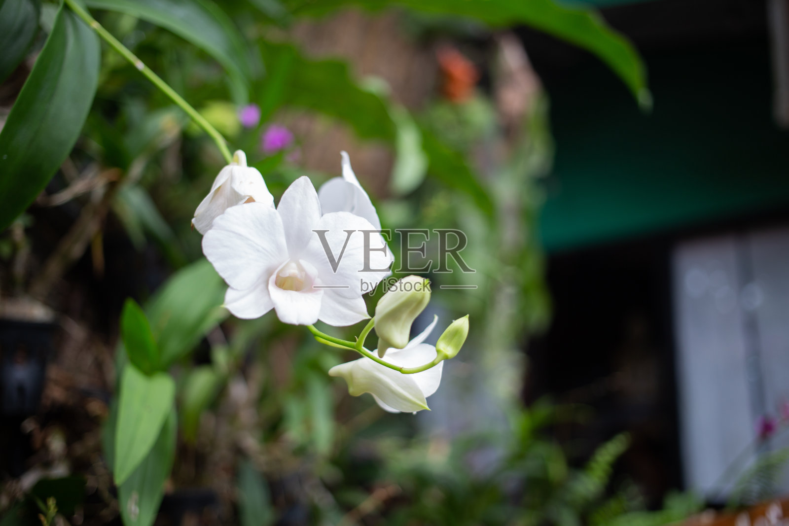 美丽的兰花花朵照片摄影图片