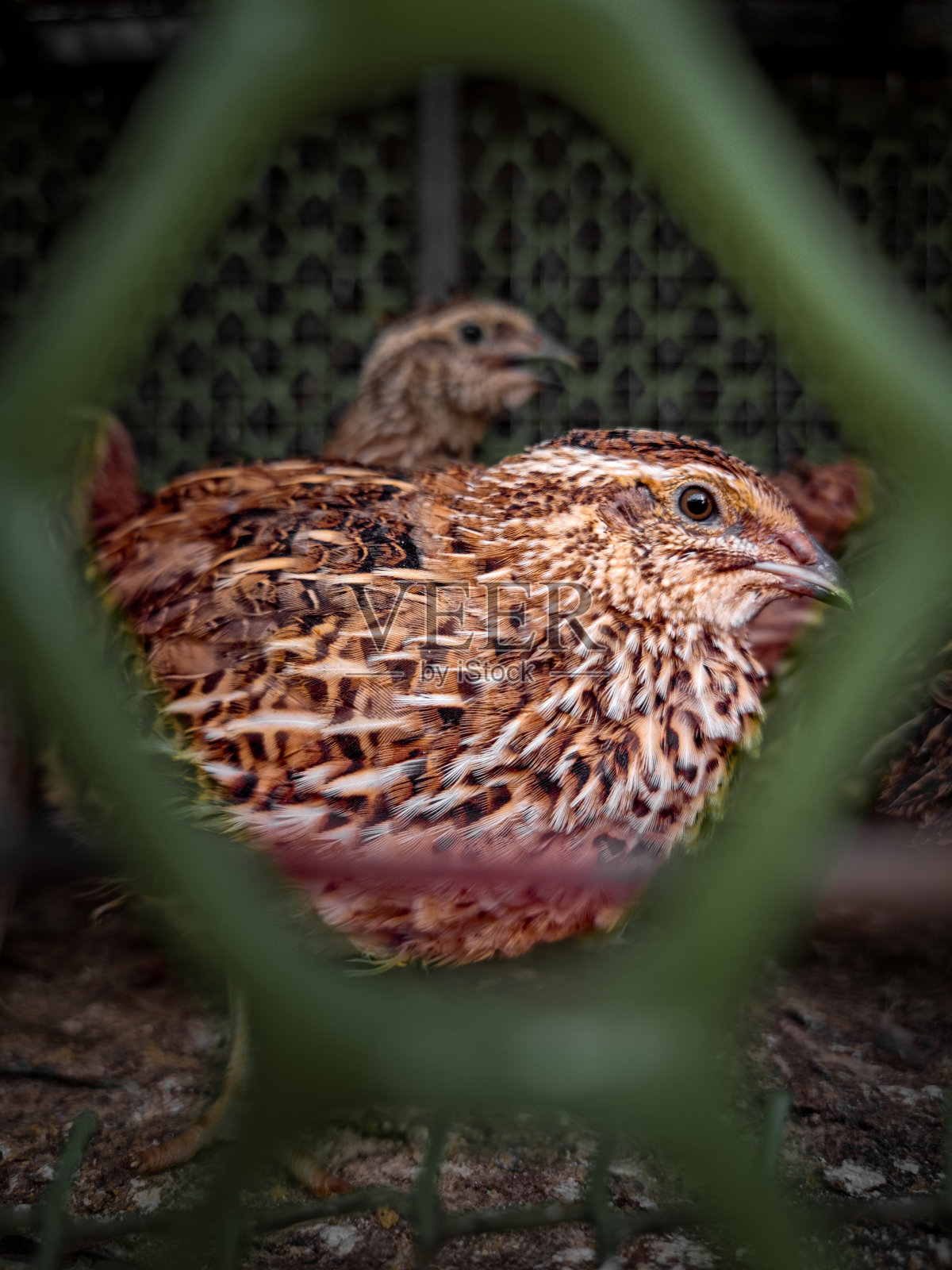 普通的鹌鹑-一个肖像镜头!照片摄影图片