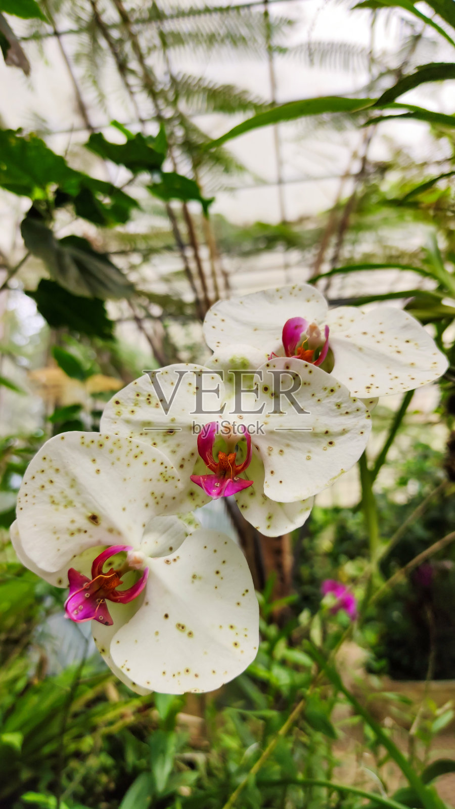 明亮的白色月亮兰花与美丽的粉红色口音盛开在自然公园。照片摄影图片