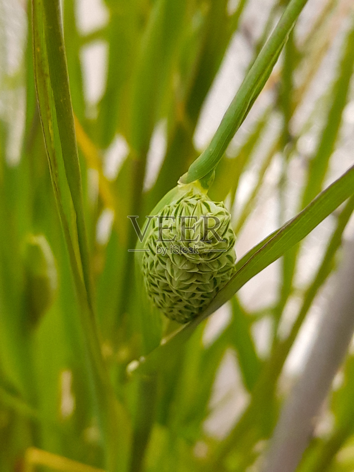 金丝雀种子植物照片摄影图片